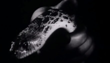 Lot in Sodom: Reading Film Against the Grain