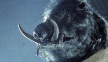 Razorback