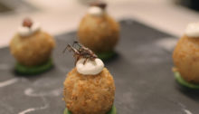 Interview: Entomophagy and The Gateway Bug